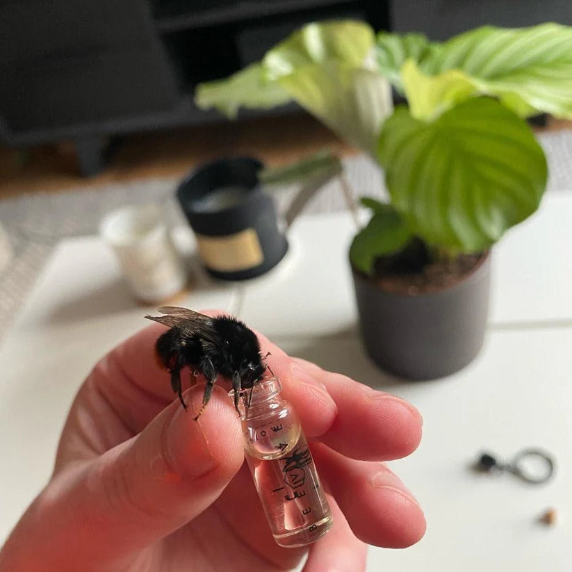 Bee Revival Kit And Seed Balls