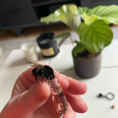 Bee Revival Kit And Seed Balls