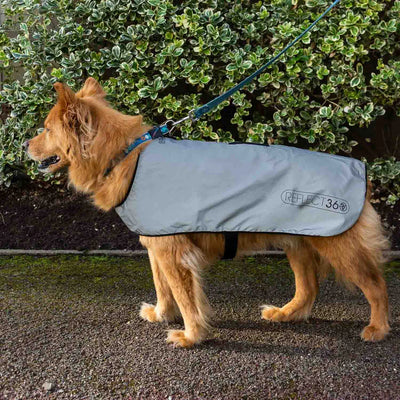 Dog wearing Proviz coat during the day