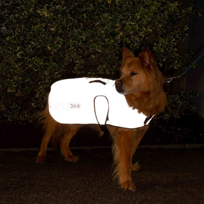 Reflective dog jacket worn at night